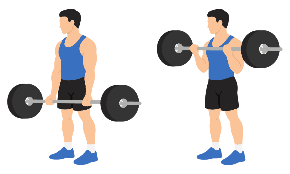 Barbell Curl diagram